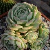 Echeveria derenbergii