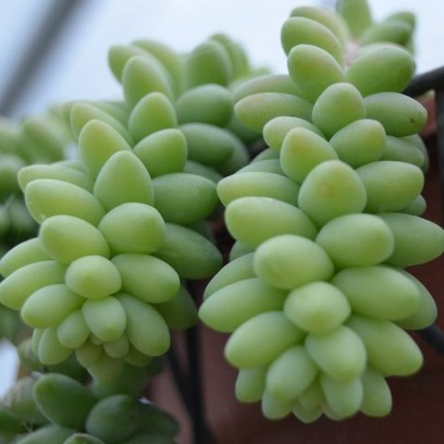 Sedum 'Burrito'