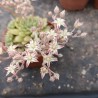 Graptosedum 'Alvis' en fleur