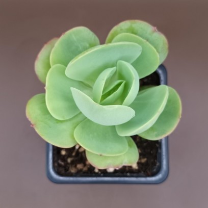 Echeveria 'Peach Pride'