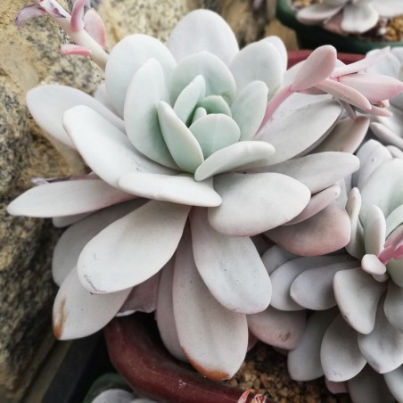 Echeveria laui