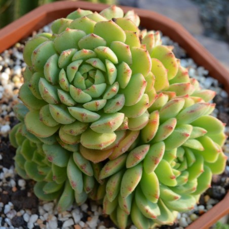 Echeveria 'Kircheriana'