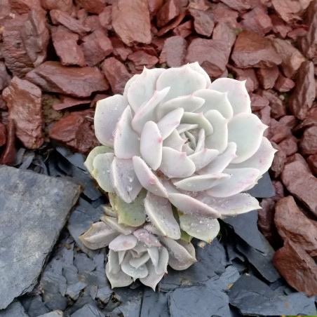 Echeveria 'Lola'