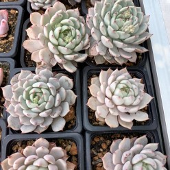 Echeveria 'Aliénor'