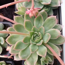 Echeveria 'Pellucida'