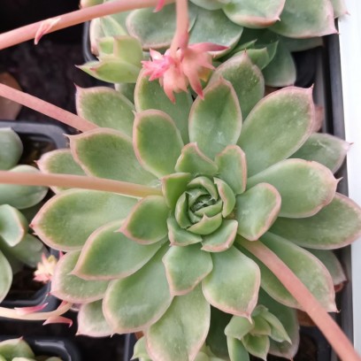 Echeveria 'Pellucida'