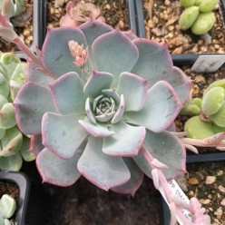 Echeveria secunda 'Azulita'