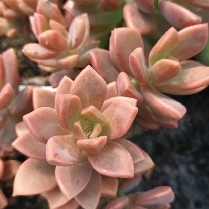 Graptosedum 'Bronze'