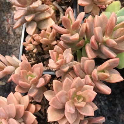 Graptosedum 'Bronze'