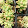 Sedum 'Gospo'