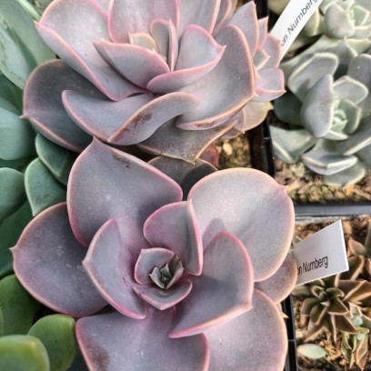 Echeveria 'Pearl Von Nurnberg'