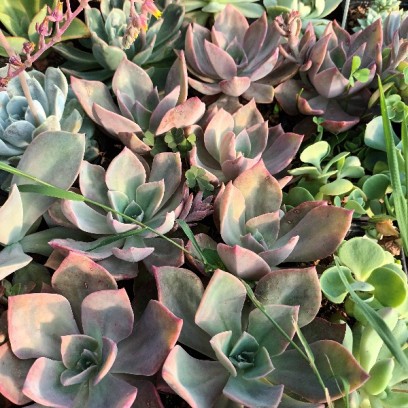 Graptoveria 'Douglas Huth'