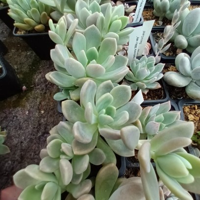 Graptoveria 'Mendozae X Laui'