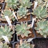 Graptoveria 'Acaulis'