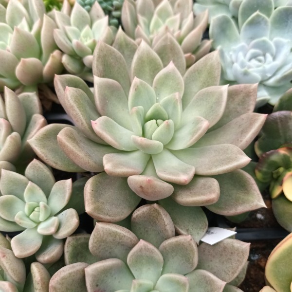 Graptoveria 'Arje'