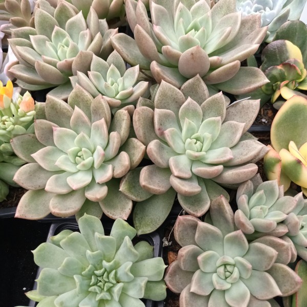 Graptoveria 'Arje'