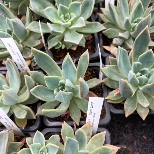 Graptoveria 'Acaulis'