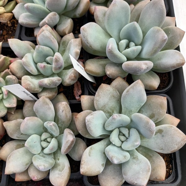 Graptoveria 'Opalina'