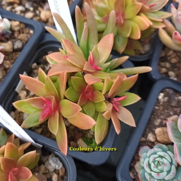 Graptosedum 'Pégase'