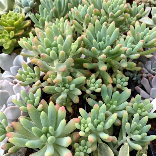 Sedeveria 'Hummelii'