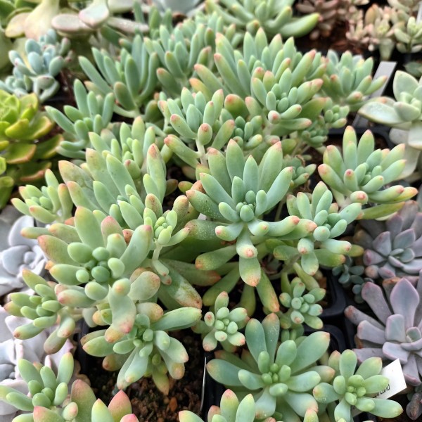 Sedeveria 'Hummelii'