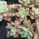 Graptosedum 'Bronze'