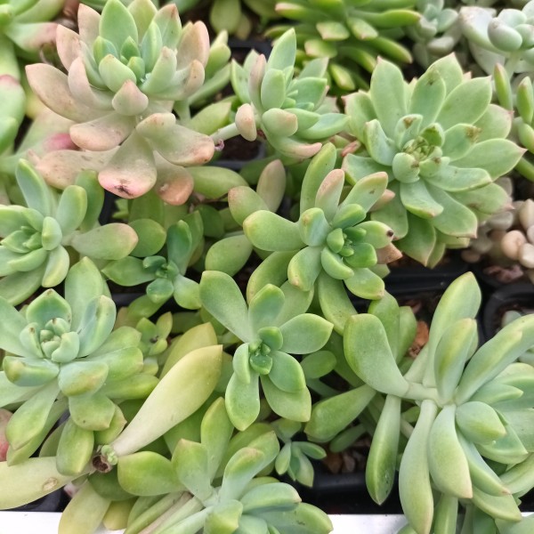 Sedum 'Wayra'