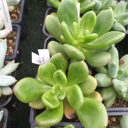 Pachyphytum Fittkauii