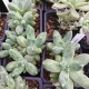 Pachyphytum Compactum