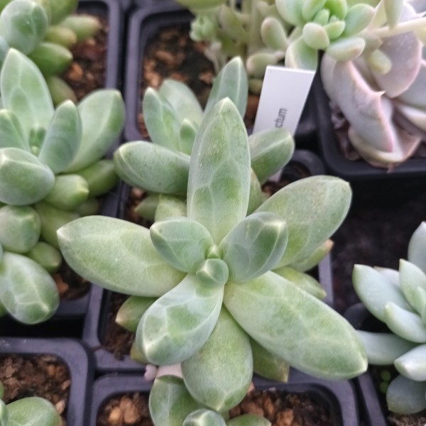 Pachyphytum Compactum