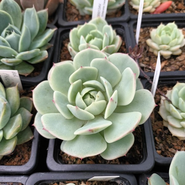 Echeveria derenbergii