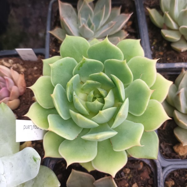 Echeveria 'Ramillette'