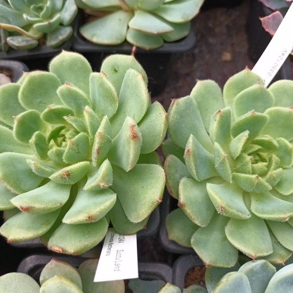 Echeveria 'Kircheriana'