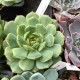 Echeveria 'Kircheriana'