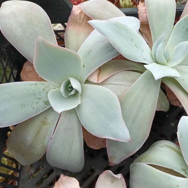 Echeveria 'Cante'