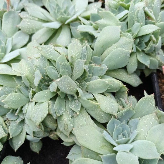 Echeveria secunda puebla cristée