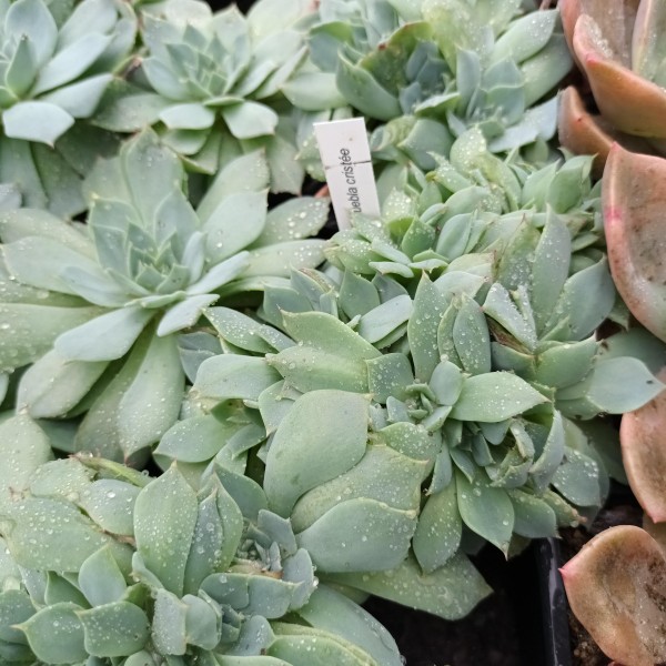 Echeveria secunda puebla cristée