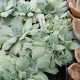 Echeveria secunda puebla cristée