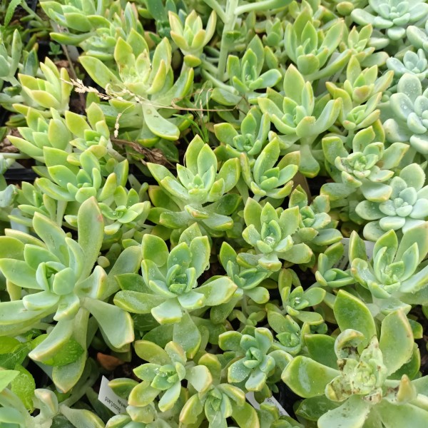 Graptosedum 'César'