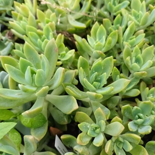 Graptosedum 'César'