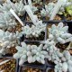 Pachyphytum Rzedowskii