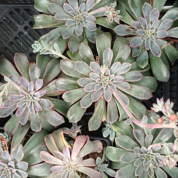 Echeveria 'Fantastic Fountain'