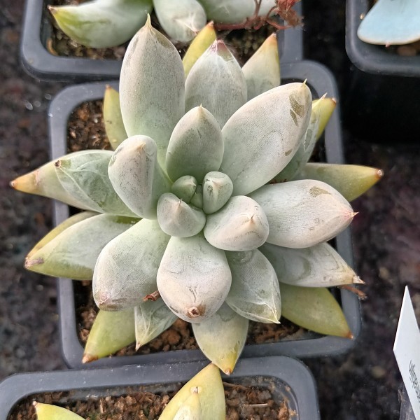 Echeveria Tolimanensis