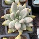 Echeveria Tolimanensis