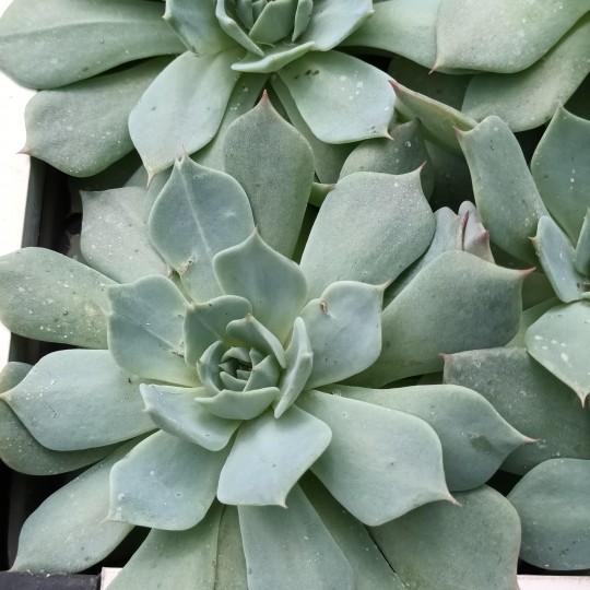 Echeveria secunda puebla