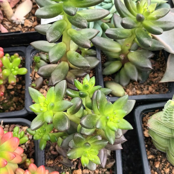 Sedeveria 'Jet Beads'