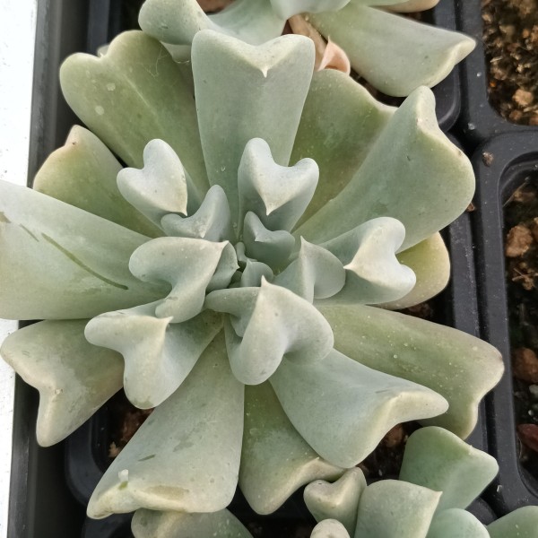 Echeveria runyonii 'Topsy Turvy'