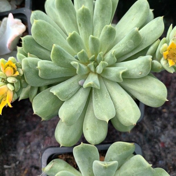 Echeveria 'Irish Mint'