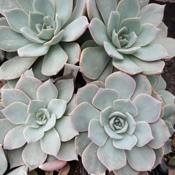 Echeveria subsessilis