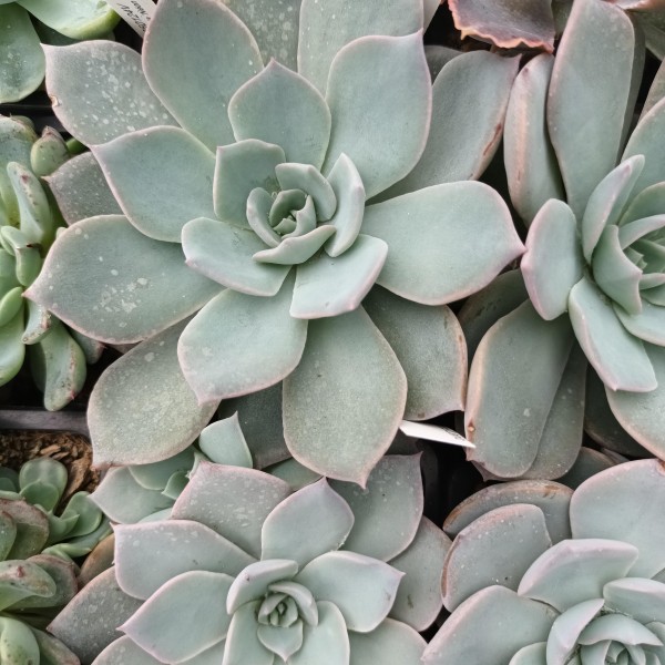 Echeveria subsessilis